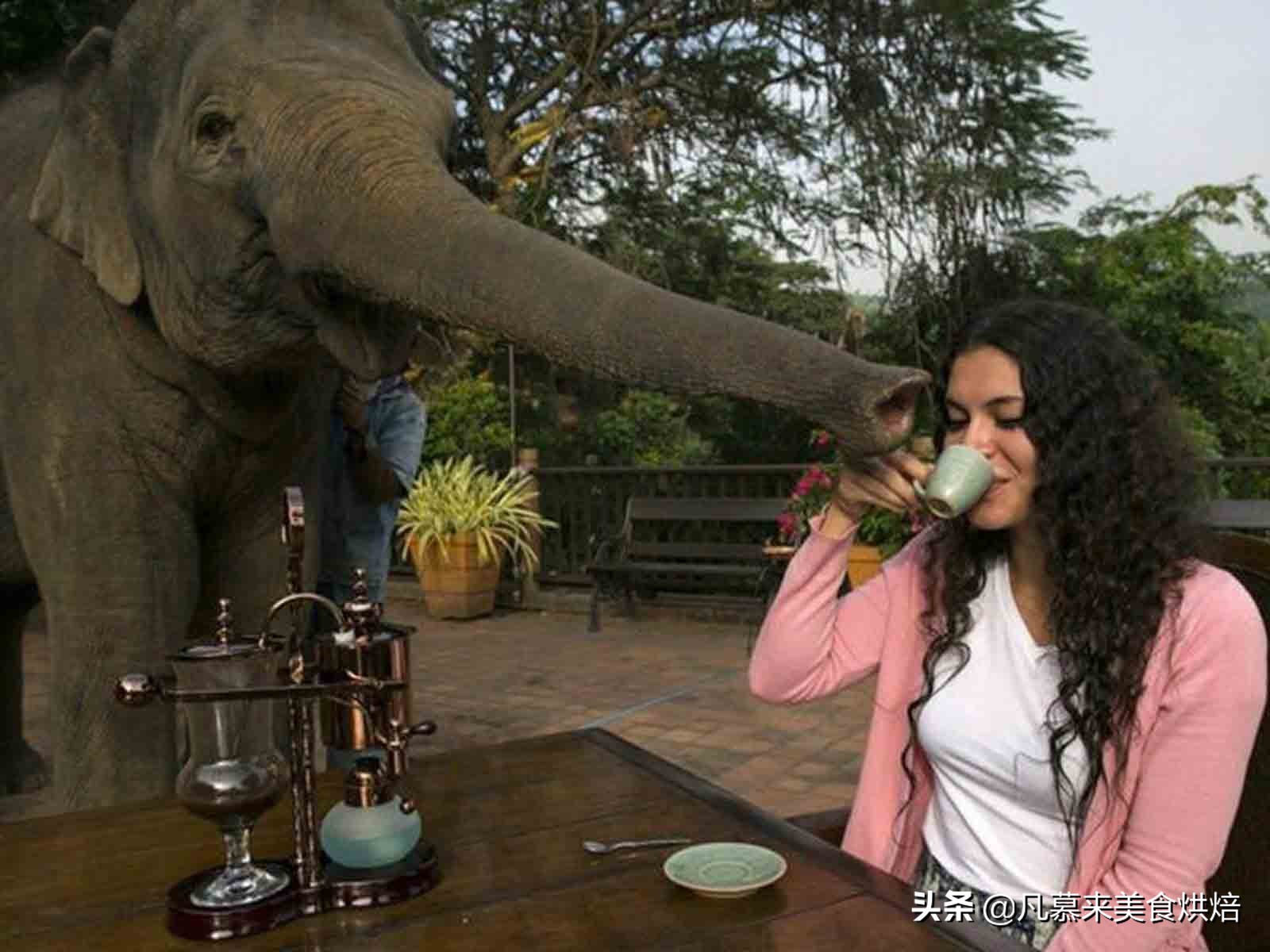 云南咖啡你必须了解的中国好咖啡,云南咖啡高端咖啡