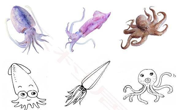 鱿鱼章鱼乌贼八爪鱼有什么区别,章鱼乌贼八爪鱼