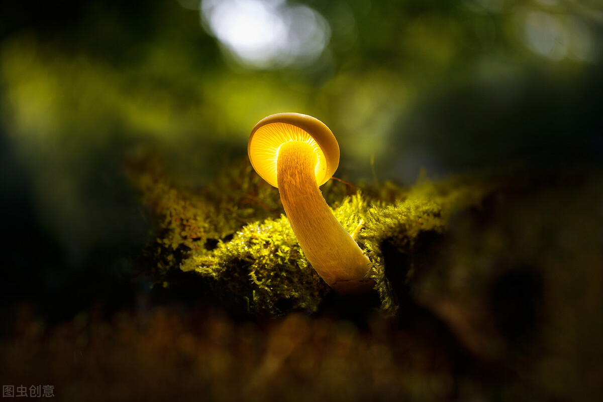 品牌文案100条金句,如何写好一个品牌的文案