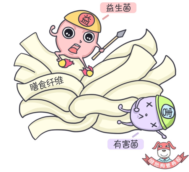 多吃膳食纤维能瘦吗,高膳食纤维对减脂有帮助吗