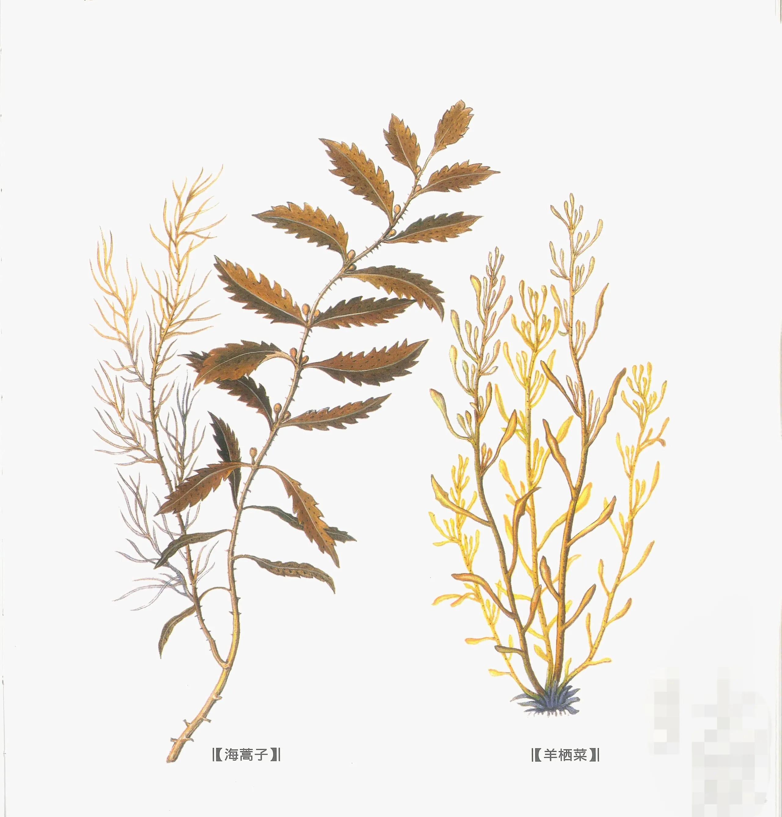 中药虾菇海藻功效,中药海藻最佳配方