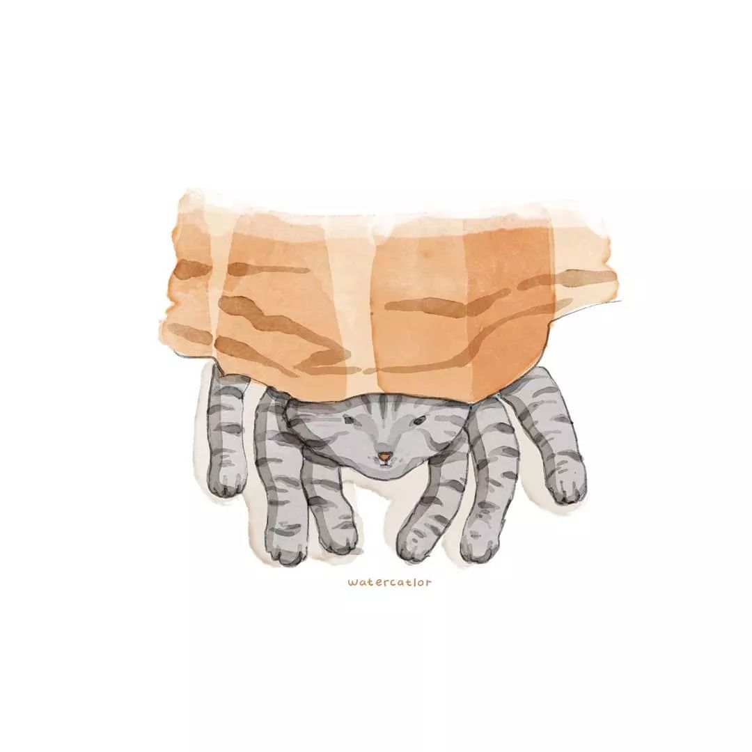 猫是液体的证据找到了吗,猫难道真的是液体吗