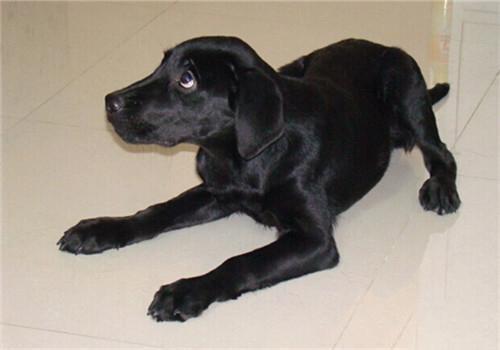 拉布拉多幼犬喜欢乱蹦扑人,拉布拉多犬扑人怎么纠正