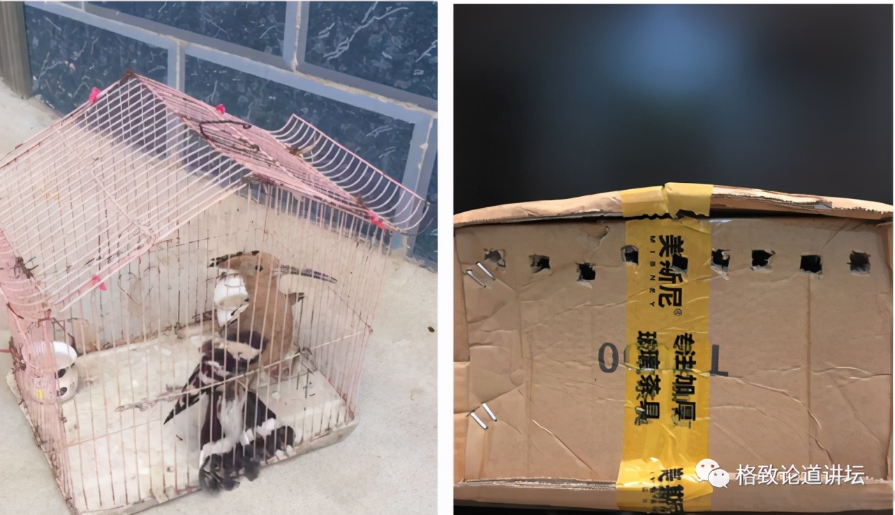 捡到只受伤的鸟怎么办,野外捡到受伤的小鸟