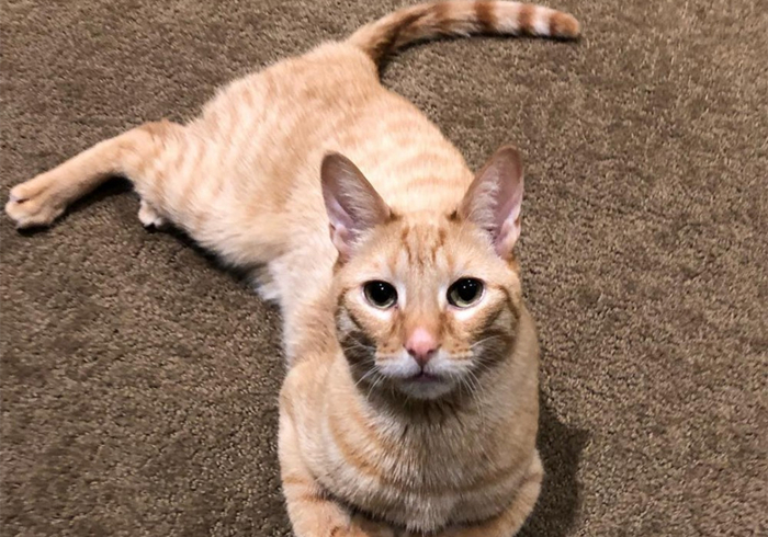 猫和尾巴是两种不同的生物？猫尾长期不动并不正常，小心爱猫瘫痪