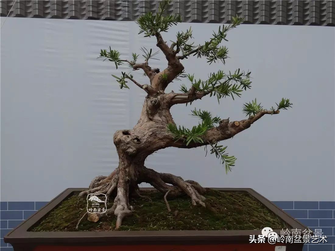 开运招财，非其莫属！清风雅韵，当之无愧！