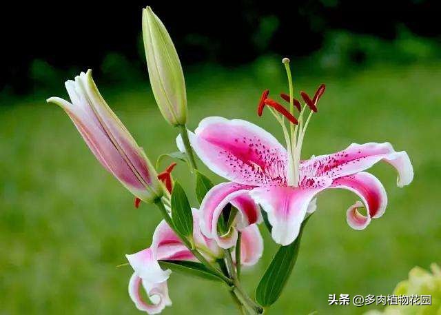 香水百合有毒吗适合室内养吗,法国香水百合盆栽怎么养