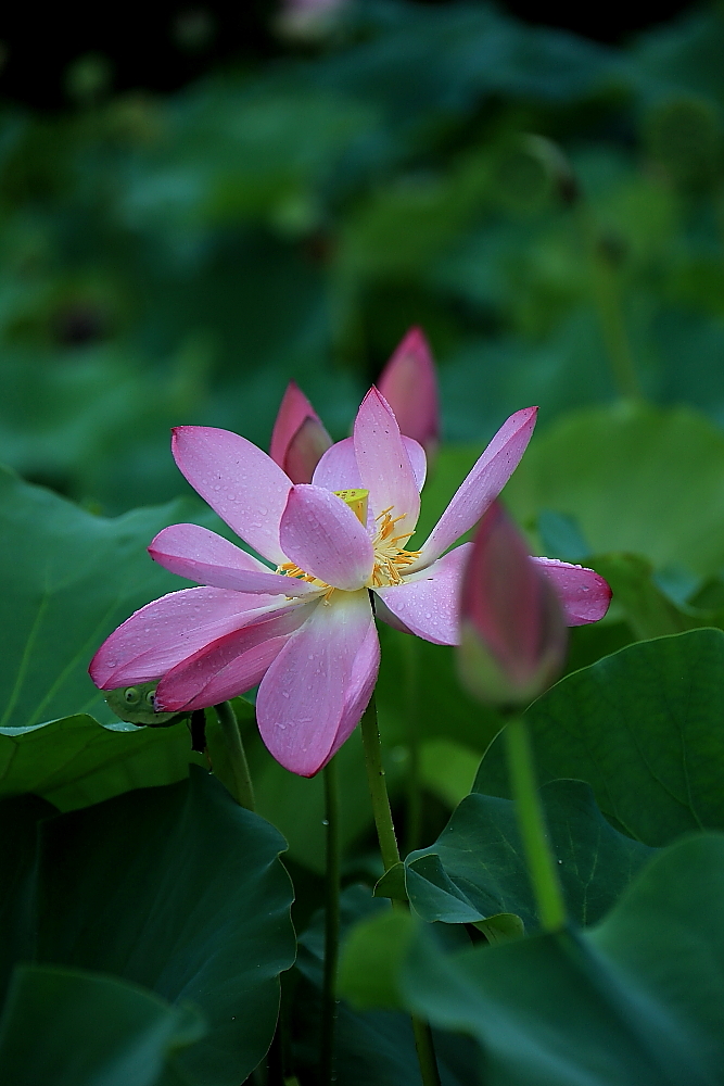 荷花朵朵歌曲完整版,口琴演奏绿岛小夜曲a调完整版