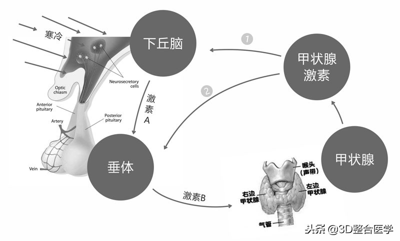 医学科普3d合集,史上最全3d医学动画下载网