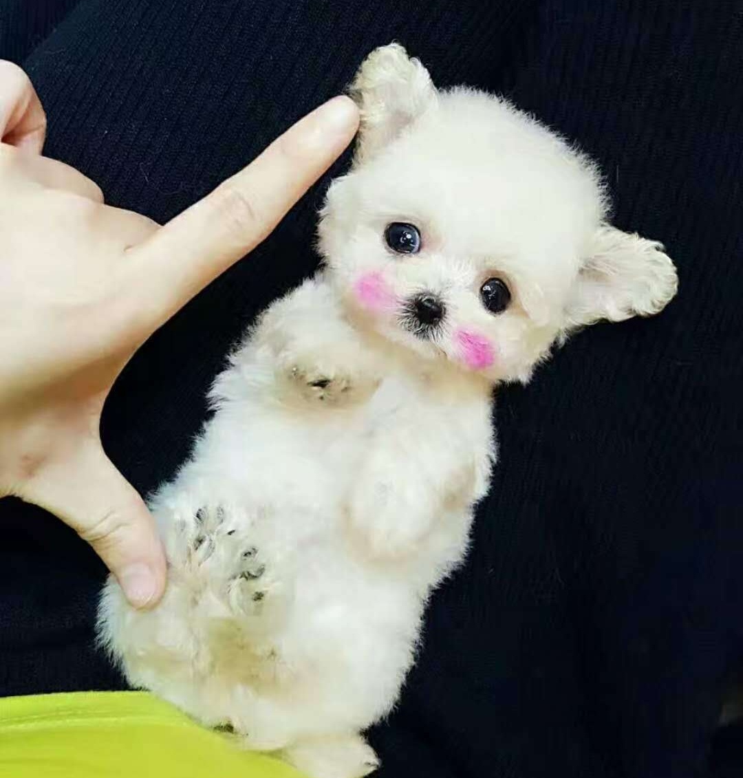 茶杯犬背后的心酸,爱它还是在害它?