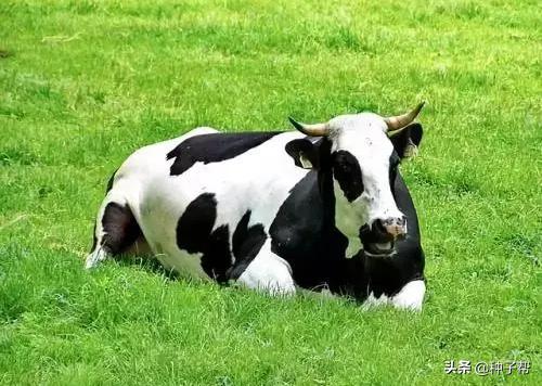 饲用大麦品种,饲用大麦种子