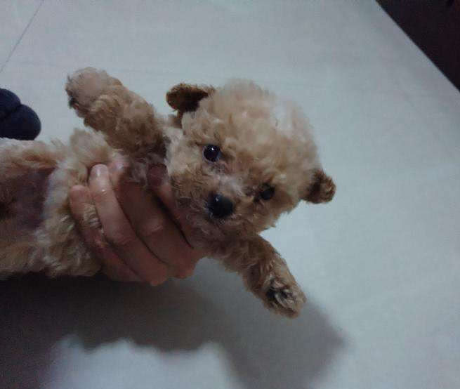 巧克力色的泰迪喂养的注意事项,泰迪狗狗姨妈期间需要注意什么吗