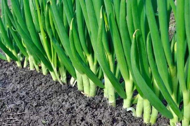 倒栽葱时葱苗怎么处理,怎样栽葱的正确方法