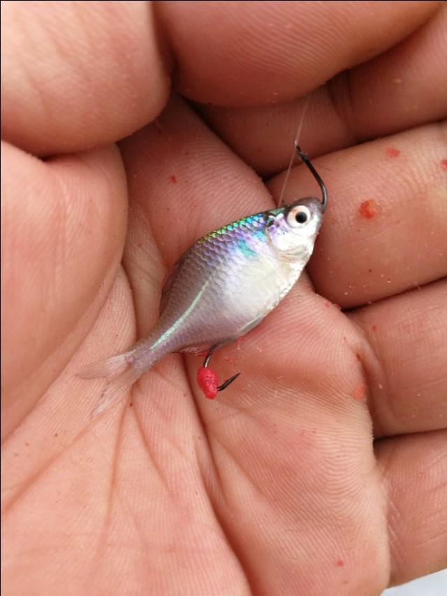 打开新世界之门,世界钓鱼之旅钓大鱼