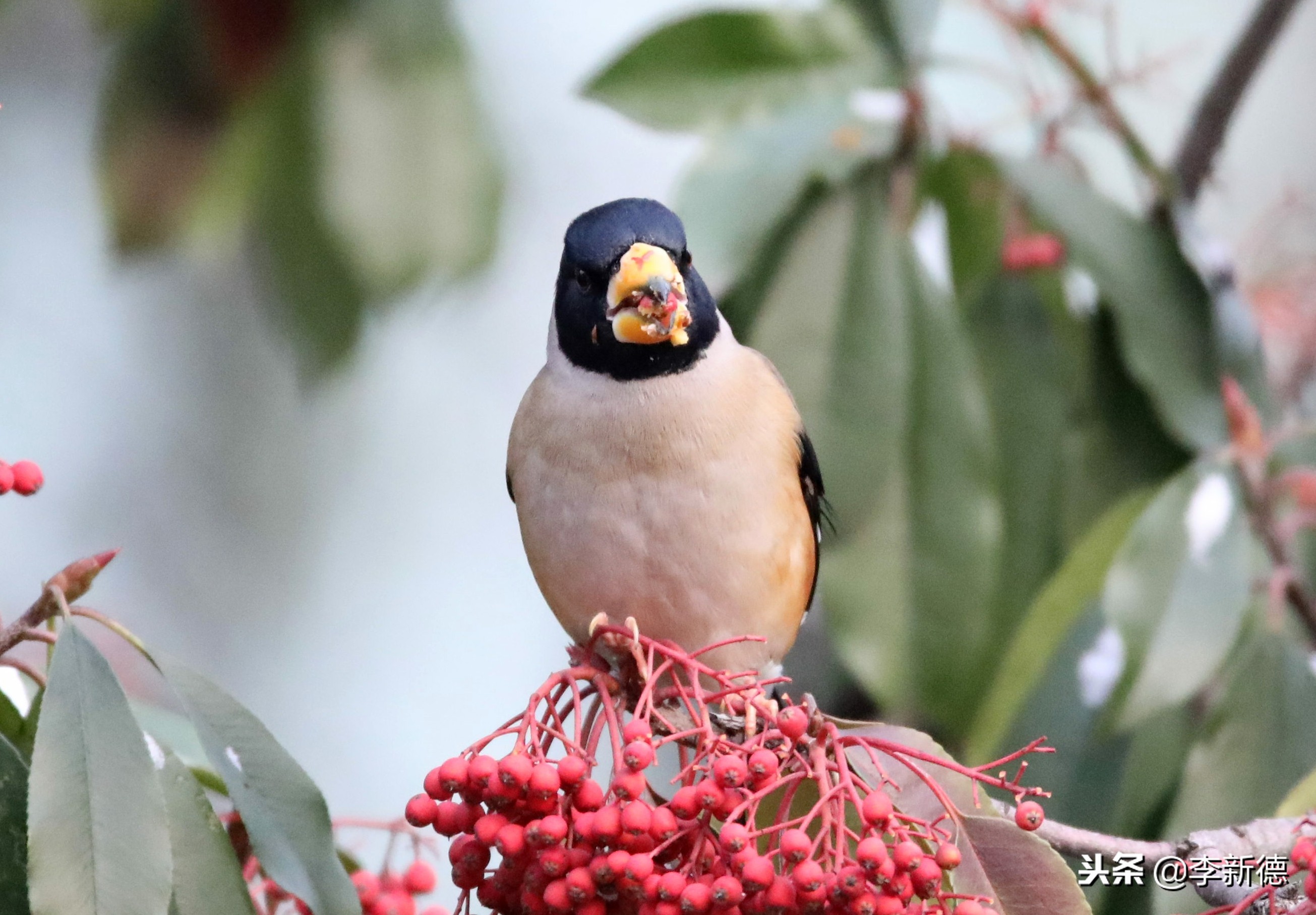 合肥拍到的小鸟,合肥乌鸟