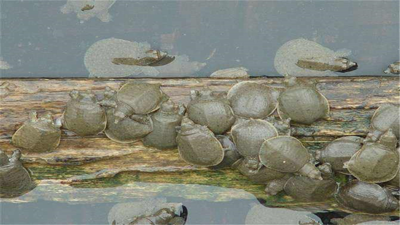 中华鳖的病害防治与管理,鳖病防治