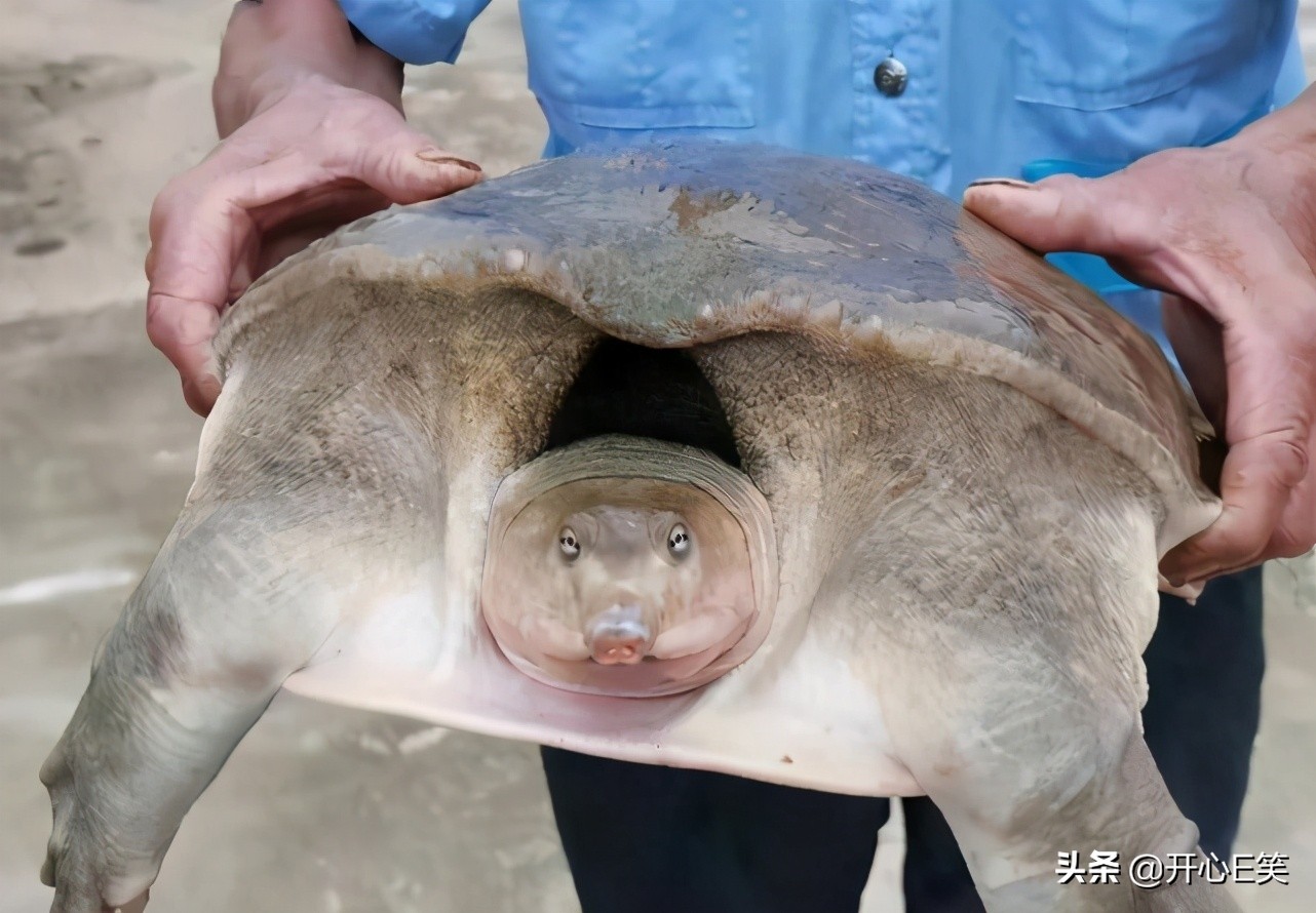 野外捡到一只野生龟,市民捡到一只野生龟