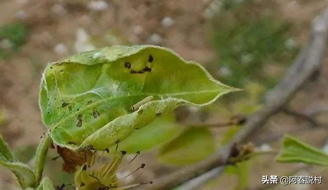 果树卷叶虫最佳防治方法,卷叶蚜虫怎么防治