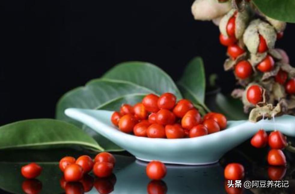 红豆杉树叶子发黄的解决方法,红豆杉叶子发黄的解决方法