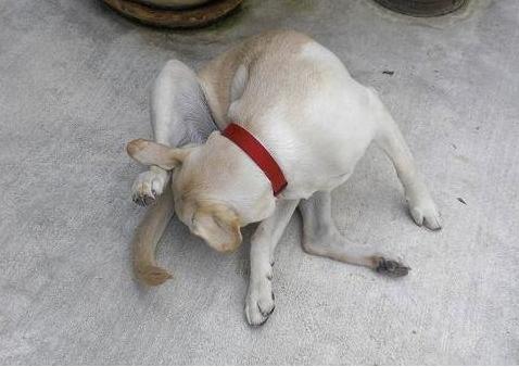 狗狗舔这5个位置，有重要事告诉你，不能忽视了