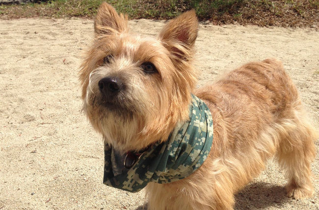 宠物狗小型犬品种排名大全及图片,性格温顺的小型犬有哪些