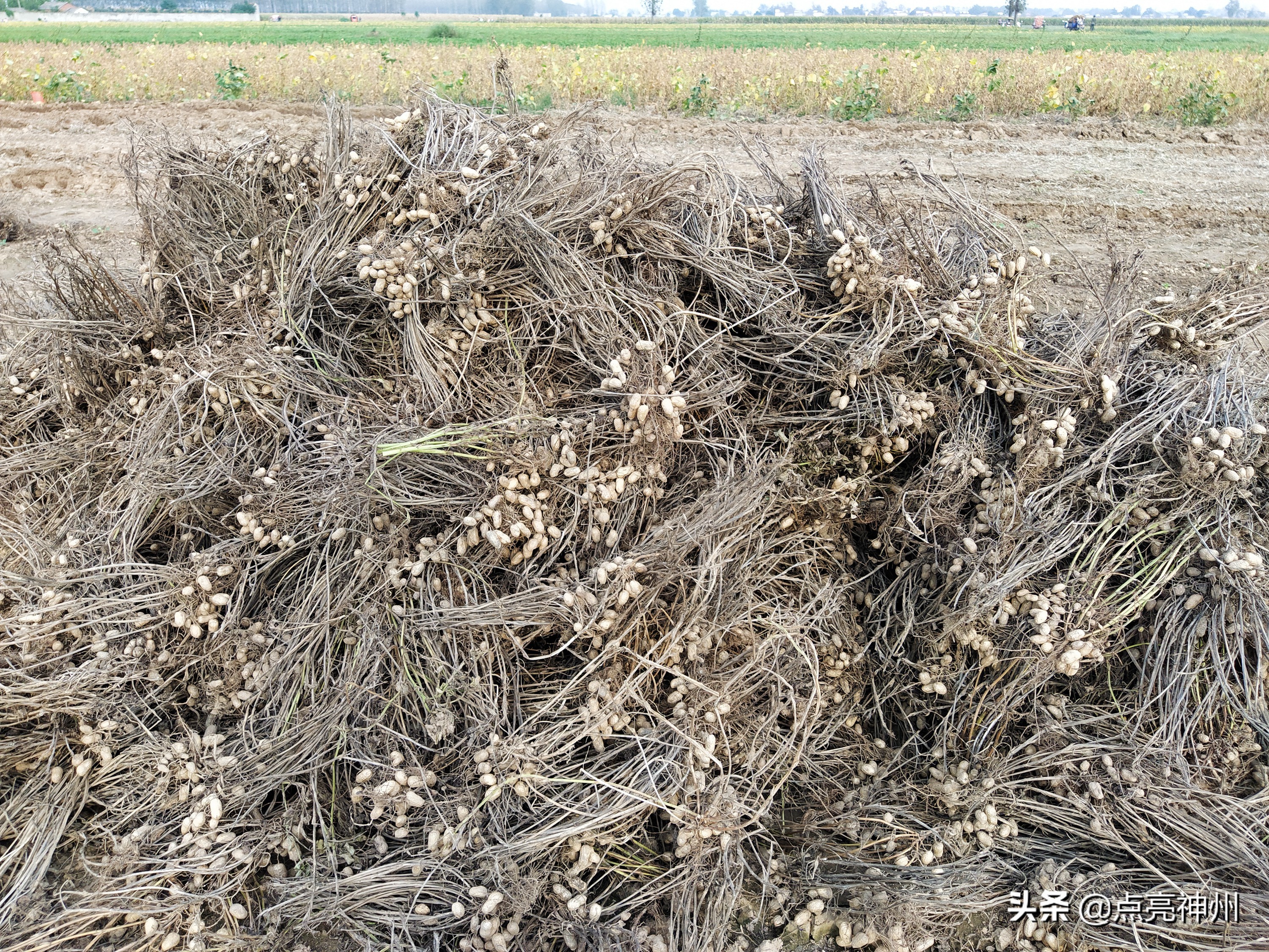 农村收花生的辛苦,下乡收花生挣钱吗