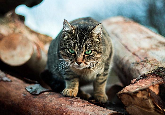 猫咪真的是养不熟的白眼狼么,猫咪老年痴呆