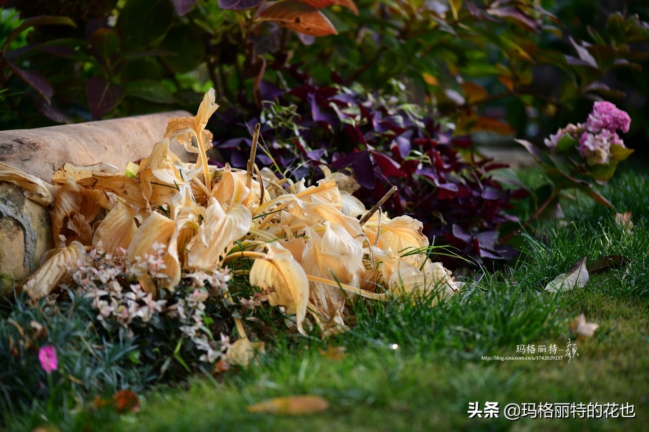 河马花园植物大全,荷马花园的月季