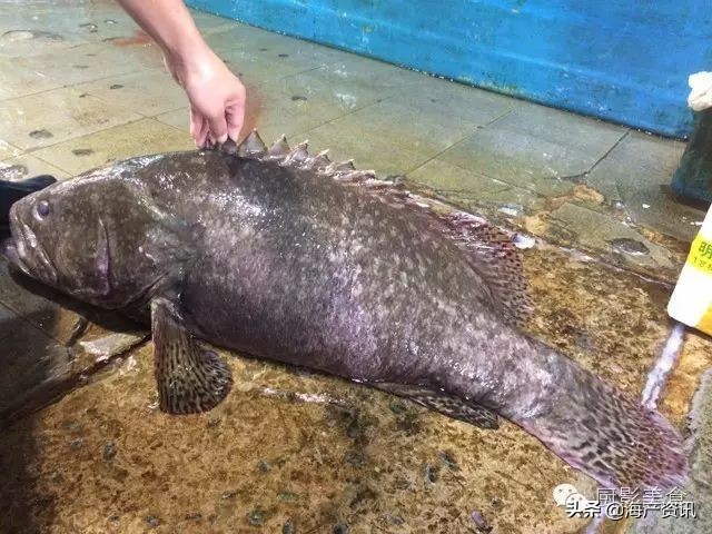 这些外形奇葩而味道超级赞的海鲜,广东十大硬核海鲜品种