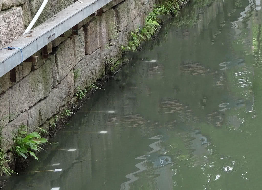 为什么河岸边石头缝里钓到的黄鳝更肥更大?老头给了我答案