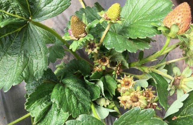 草莓花期蓟马危害用什么药,草莓大棚里的蓟马怎么防治