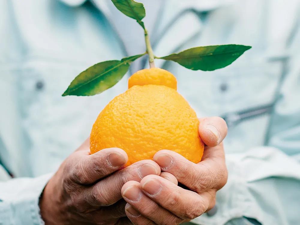 丑橘和耙耙柑有什么区别,耙耙柑和丑橘怎么区别