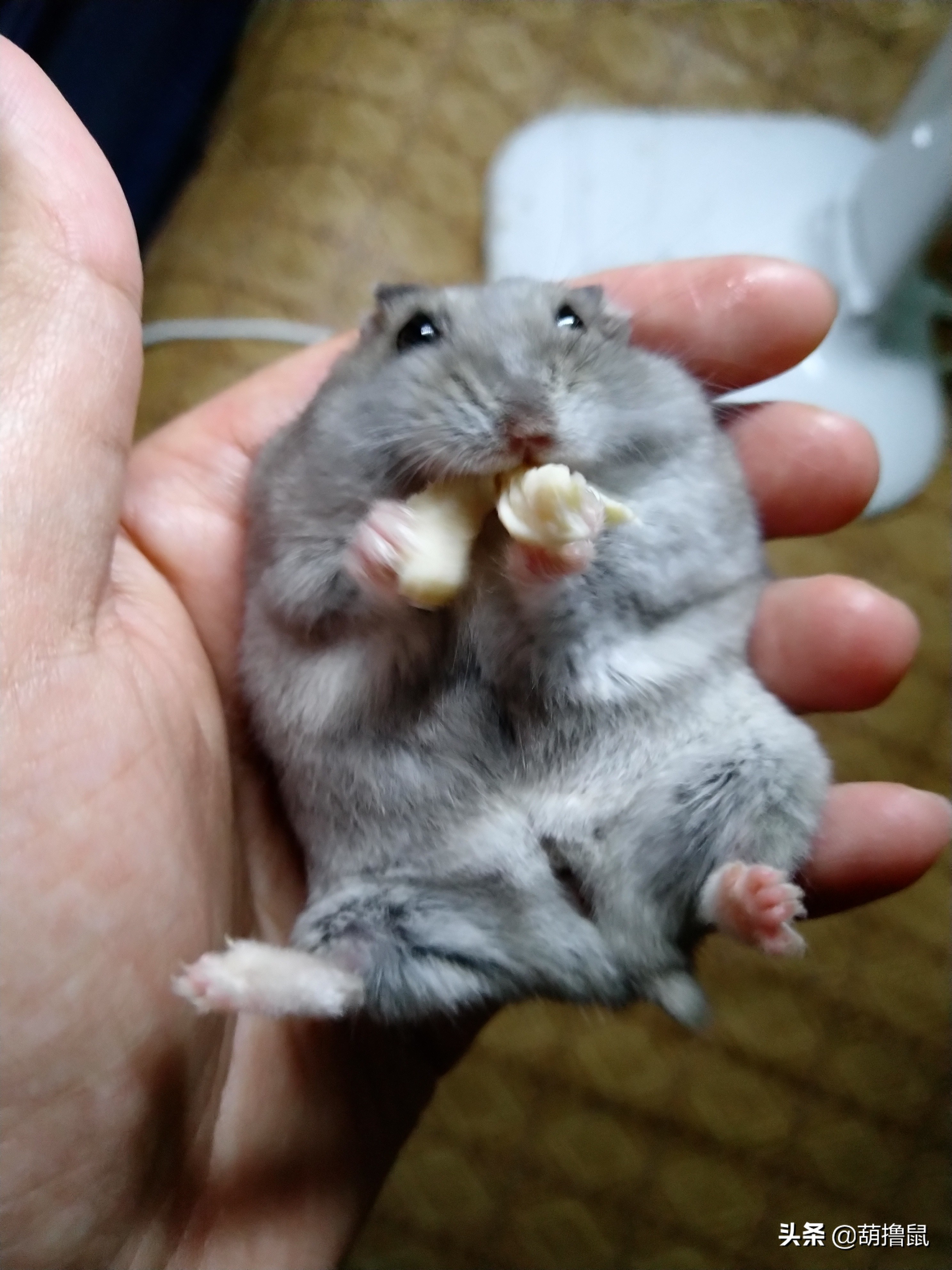 仓鼠怀孕后的注意事项,仓鼠生育注意什么事项图片