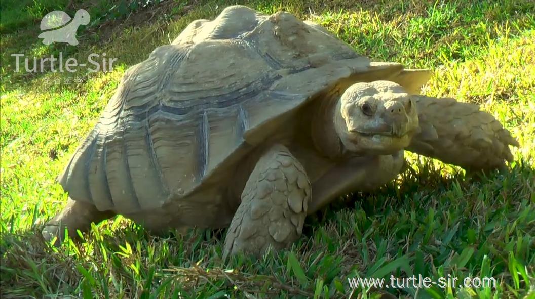 小伙子养了八年的乌龟生蛋了,养了6年巨型大乌龟终于下蛋了