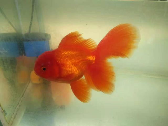 鱼缸净水剂使用方法,鱼缸使用净水剂多久能加硝化细菌