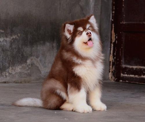 这7个狗狗的古怪行为不可忽视,这5大狗狗就是白眼狼你养过几只