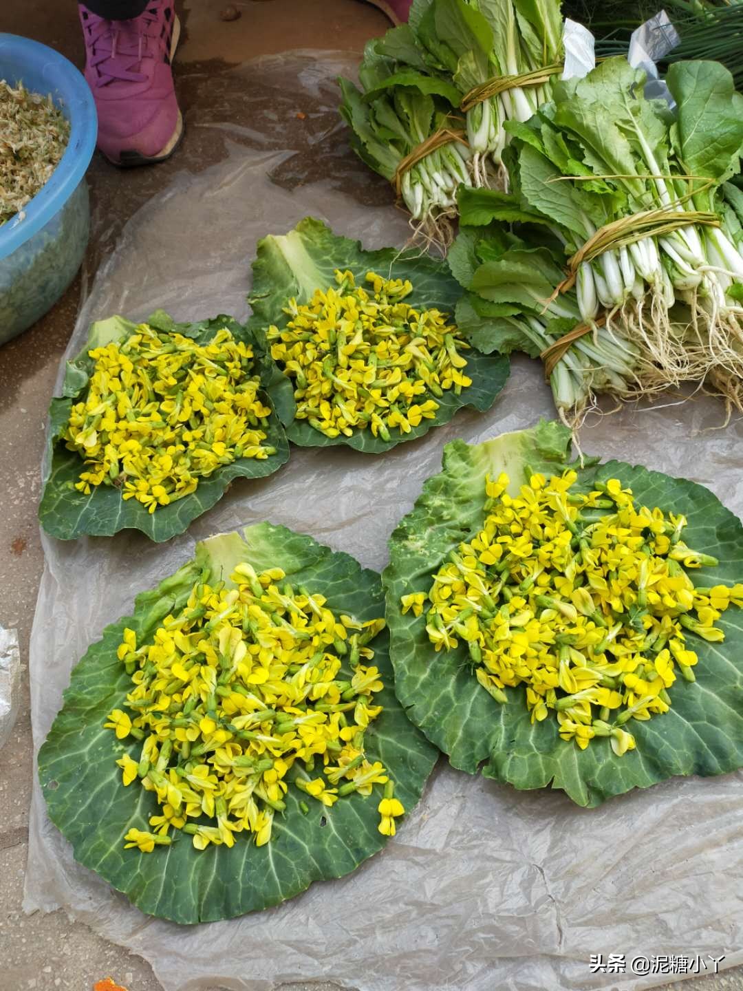 兄台请留步，南方农村里的菜你认识几种，进来说一说