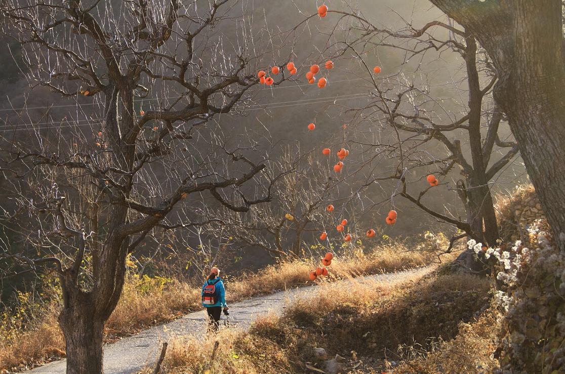 影像记录｜遇见最后一抹秋色——承德兴隆陡子峪乡蜂洞子