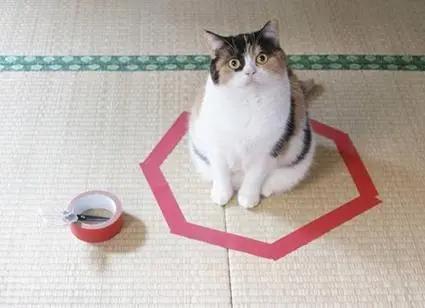 打蛇为什么要七寸,把头打烂没毒牙,还不够安全吗?