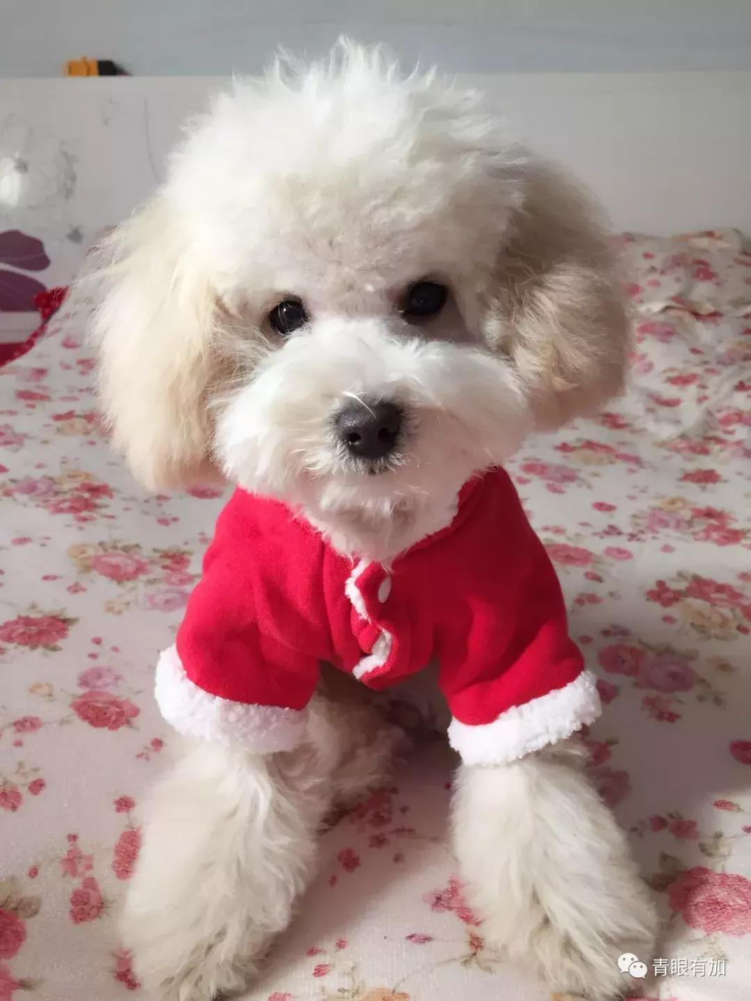 鱼丸小姐的狗年狗事儿︱青眼有加