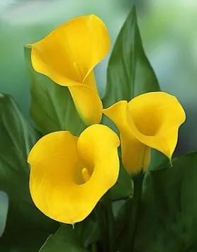 马蹄莲品种及图片欣赏大全,马蹄莲有几种品种图片