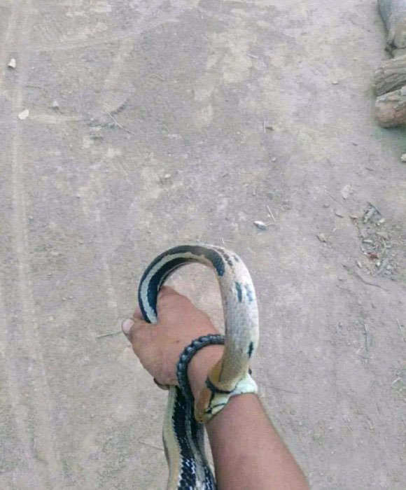 如何分辨毒蛇与无毒蛇,如何判断毒蛇和无毒蛇