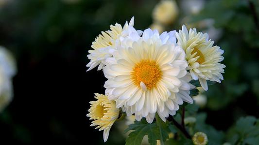 一岁一寒一春秋，一草一木一参花。