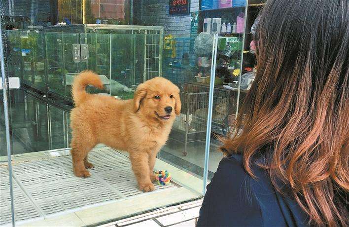 学好这几招很管用,在一窝土狗中怎么挑到狗王