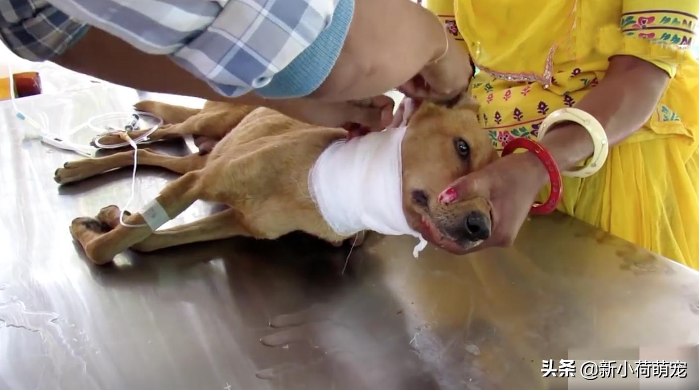 狗脖子上的脓包,狗妈妈浑身哆嗦