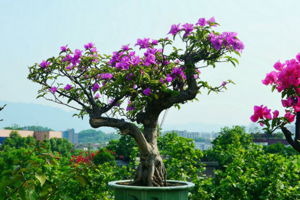 三角梅怎么养让它的枝节短而粗,三角梅怎么让它的根又粗又壮