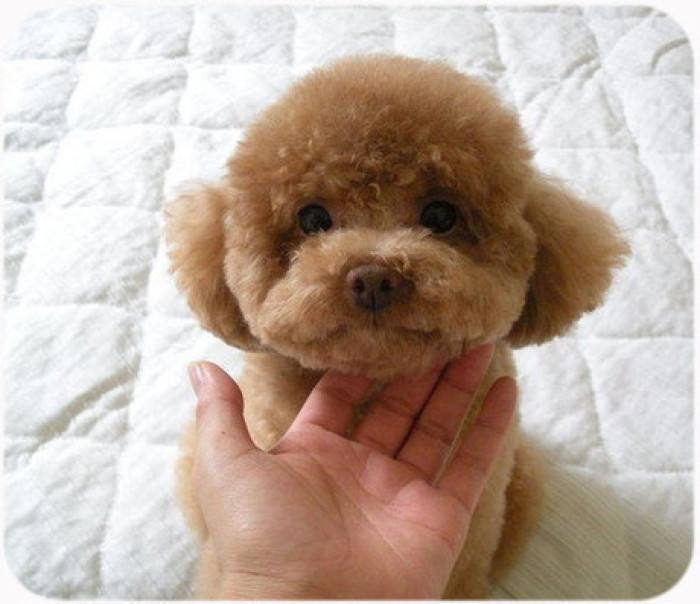 泰迪犬口臭怎么办,泰迪犬口臭怎么解决