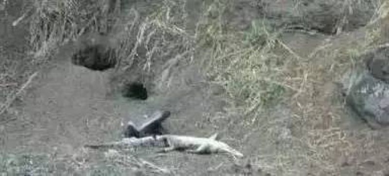 你们吃的野味蜜獾，居然是称霸非洲的平头哥