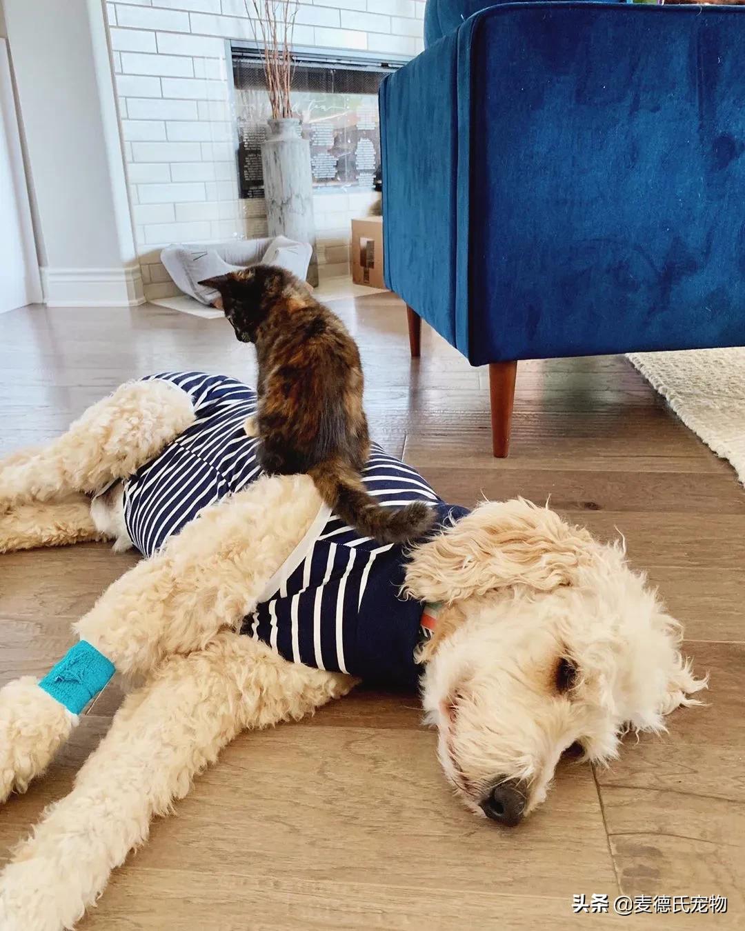 流浪猫猫赖到门口不走,流浪猫在我家门口赖着不走了