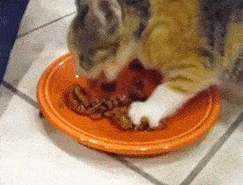 怎样让猫咪优雅的吃猫条,怎么才能让猫咪合理膳食